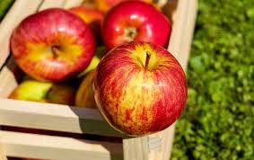 6 причин їсти яблука щодня